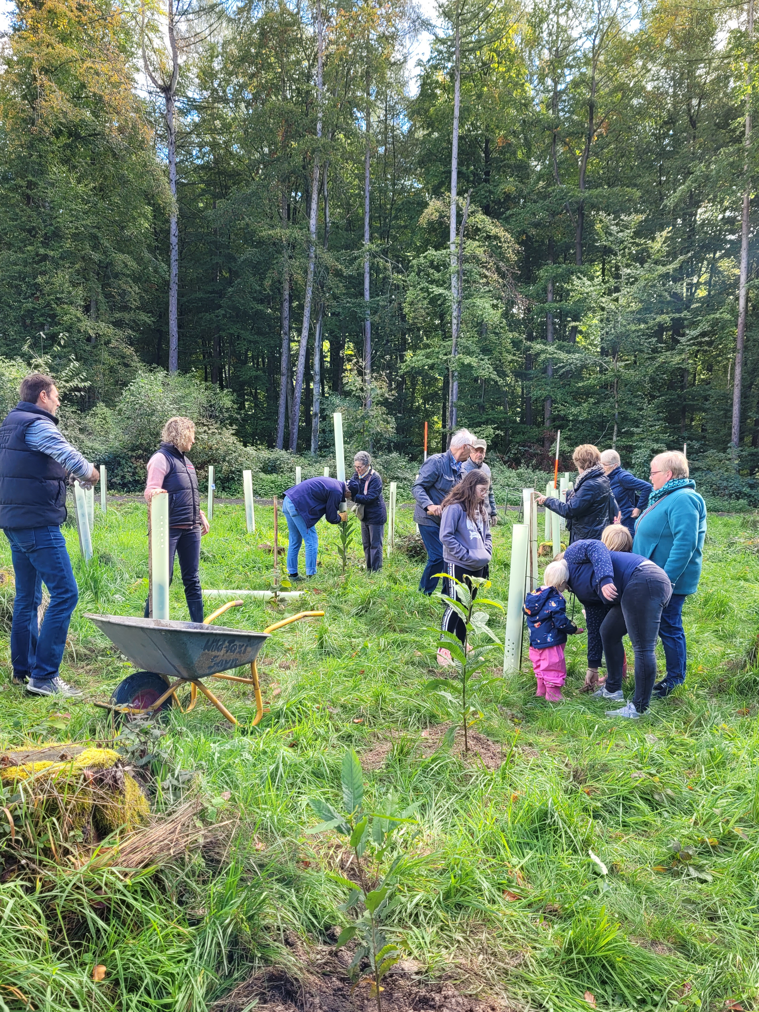 Gelungene Pflanzaktion Im Bürgerwald | Stadt Bendorf